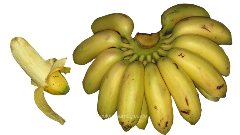 Banano bocadillo