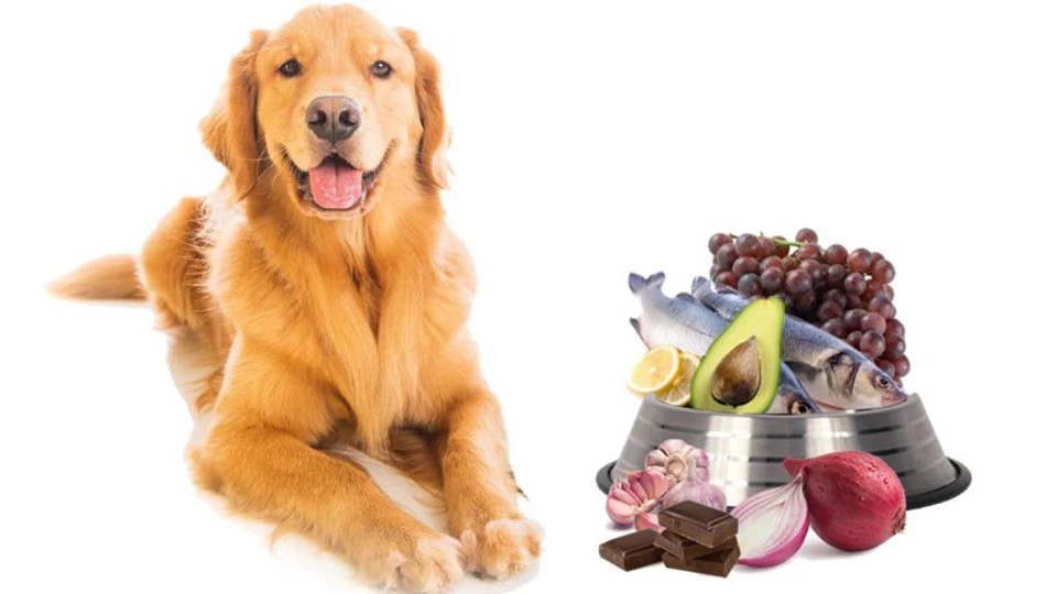 10 alimentos prohibidos para tu perro