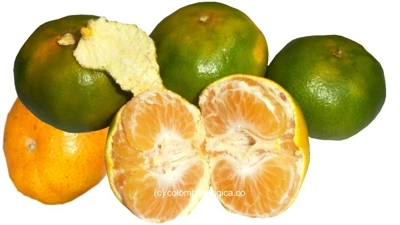 Mandarina de Colombia