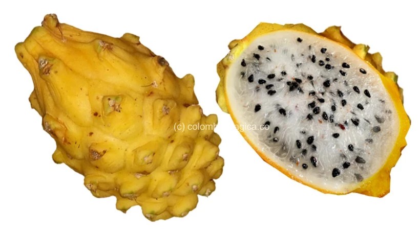 Pitahaya - Frutas tropicales